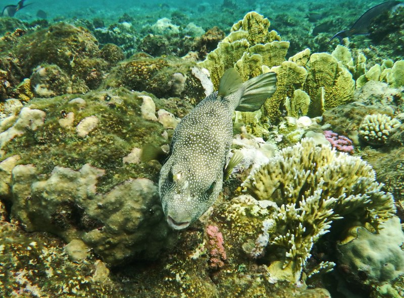 Вьетнамские морские рыбы