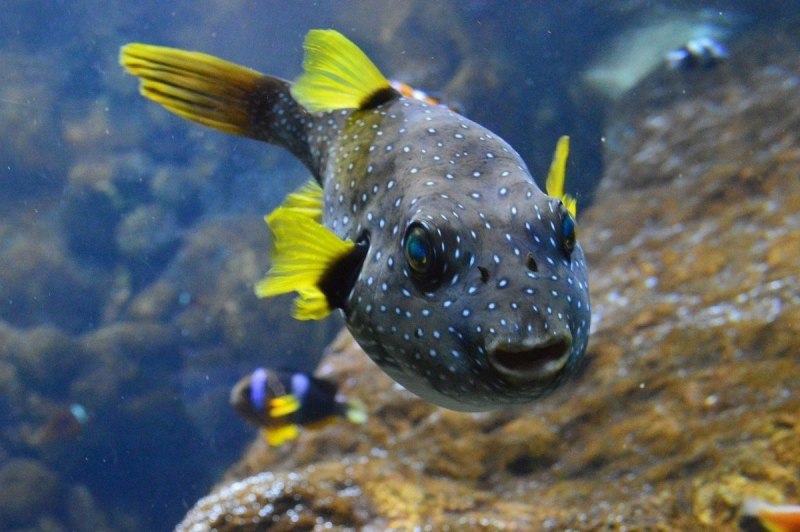 Arothron nigropunctatus