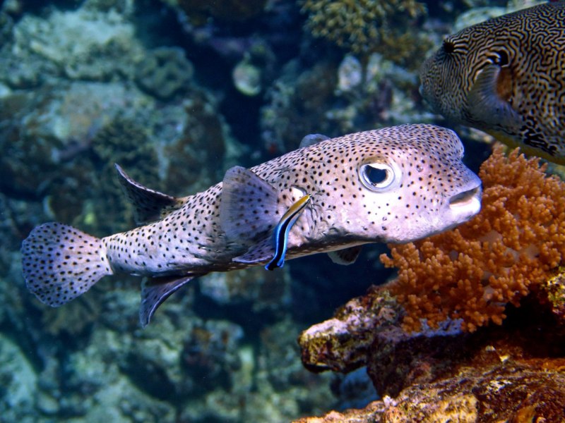 Arothron stellatus в Красном море