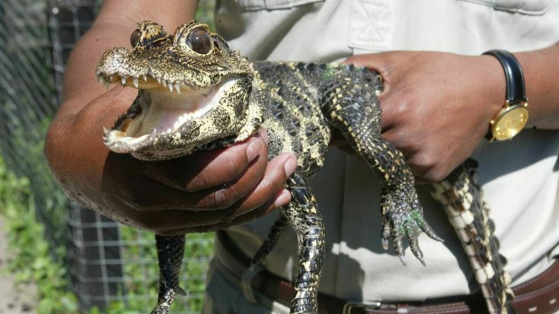 Osteolaemus tetraspis