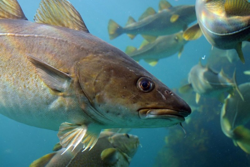 Европейский хариус — Thymallus Thymallus (l., 1758)