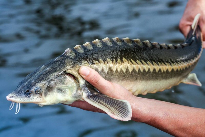 Чавыча Oncorhynchus tshawytscha