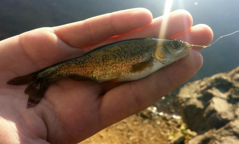 Морская малоротая корюшка