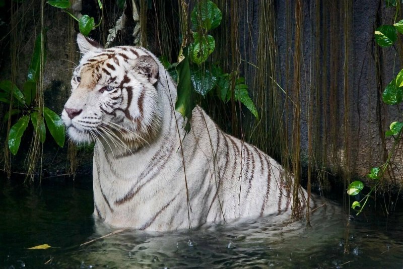 Бенгальский тигр в воде
