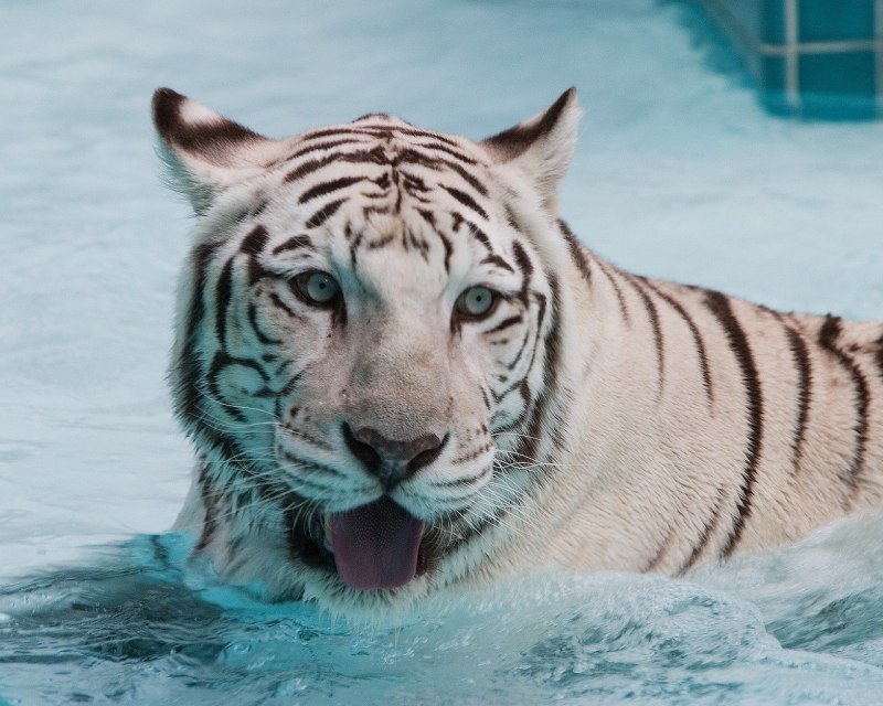 Белый водяной тигр (65 фото)