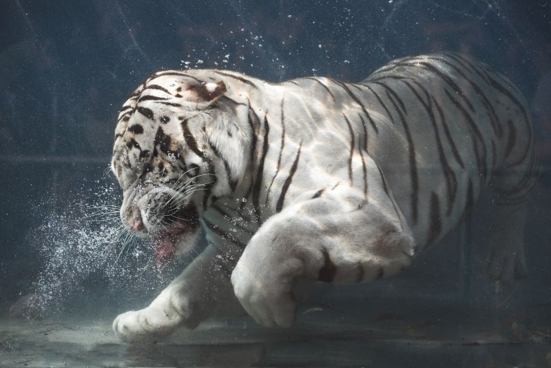 Голубой водяной тигр 2022
