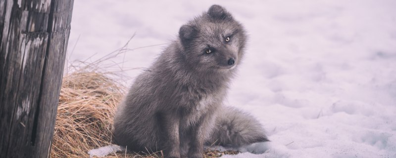 Медновский песец , стерхи