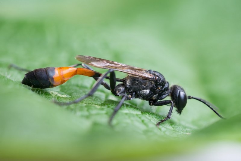 Ammophila Campestris