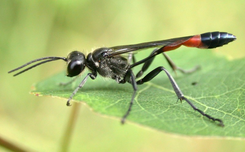 Аммофила Ammophila sabulosa