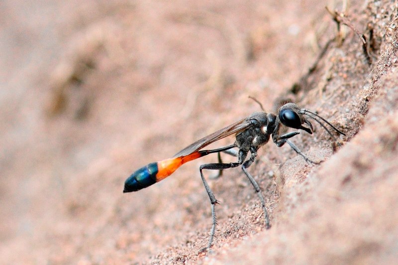 Ammophila sabulosa