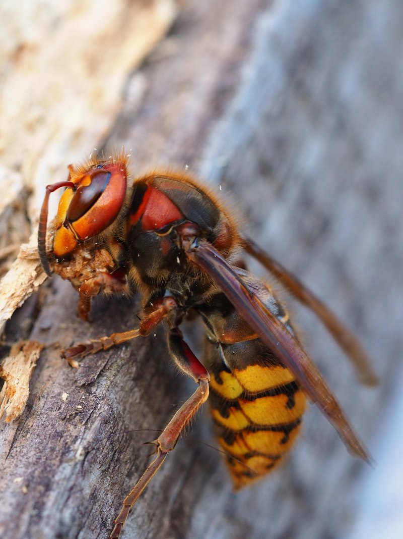 Аммофила Ammophila sabulosa