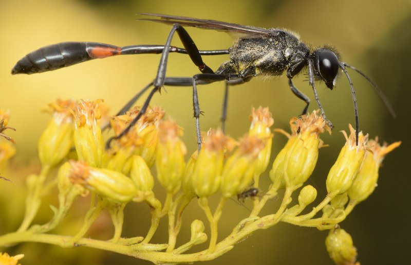 Аммофила Ammophila sabulosa