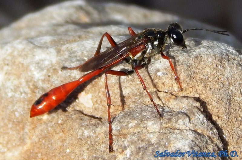 Ammophila с камнем