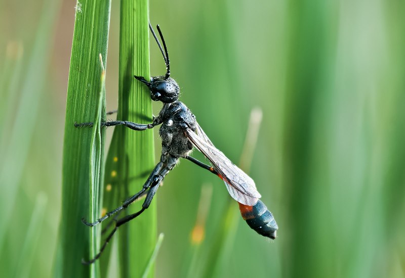 Ammophila heydeni