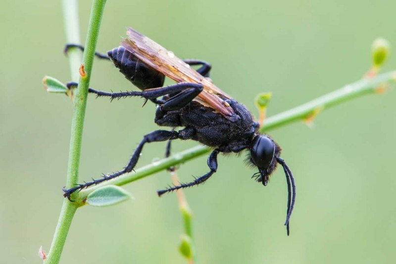 Ammophila heydeni