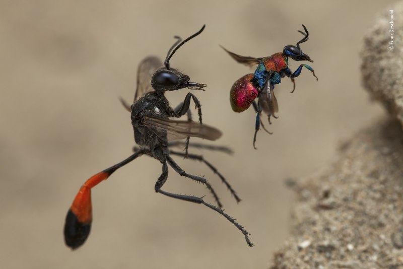C.A. Campestris