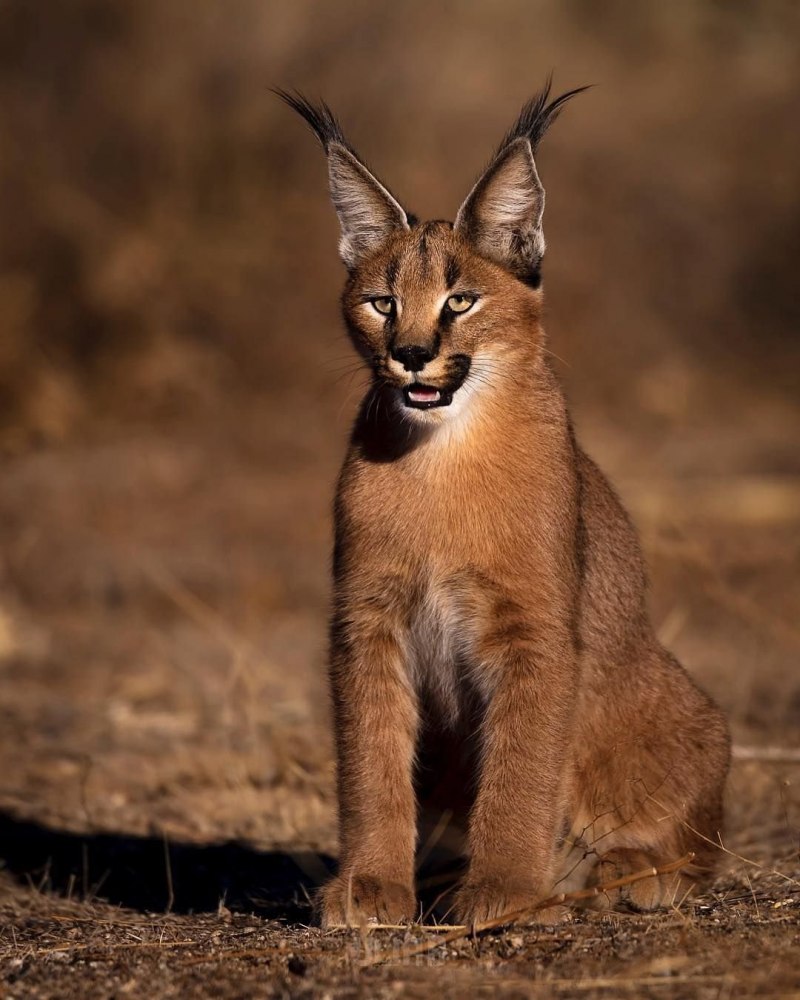 Степной кот каракал