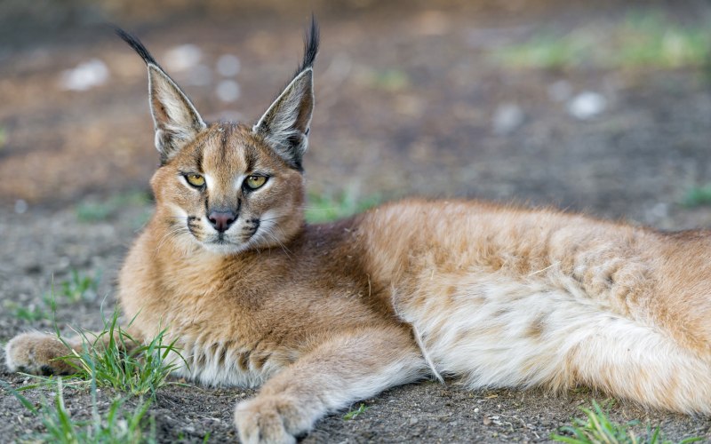Каракал кошка