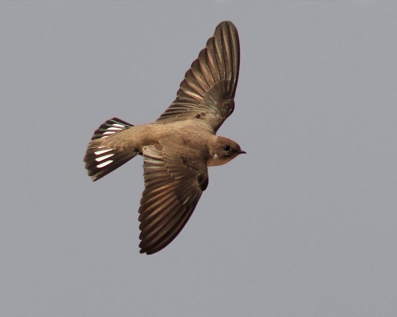 Ptyonoprogne rupestris