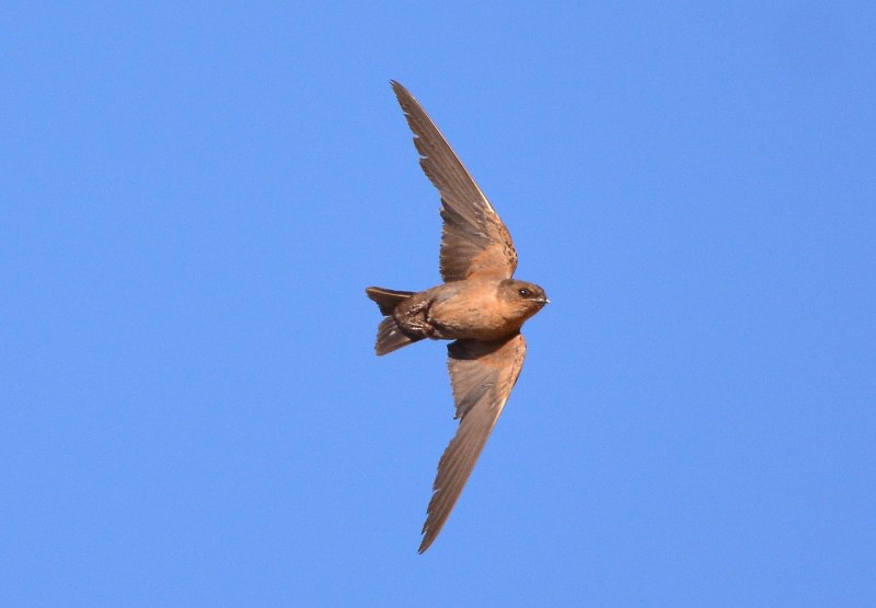 Hirundo fuligula