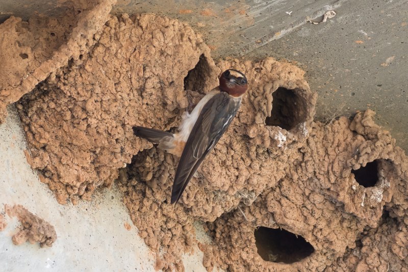 Petrochelidon pyrrhonota
