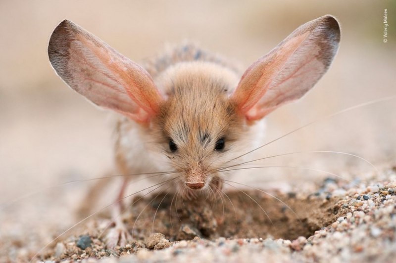 Мышь ушастая (73 фото)