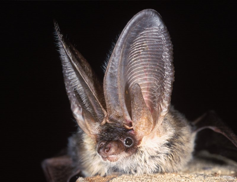 Mus musculus домовая мышь