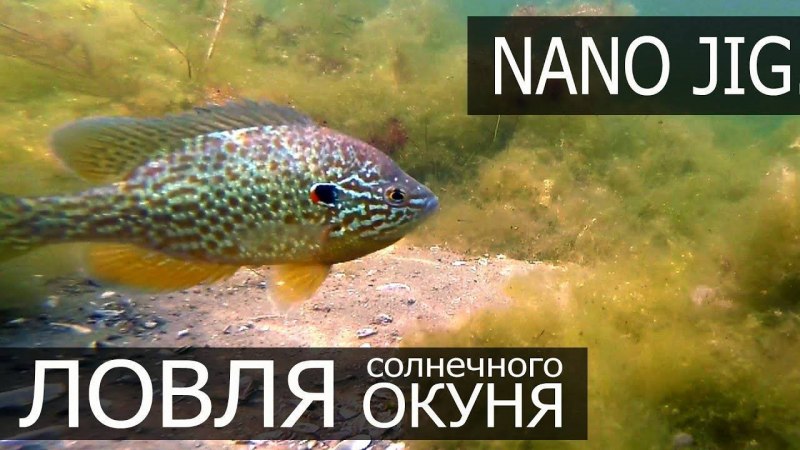 Окунь морской клювач