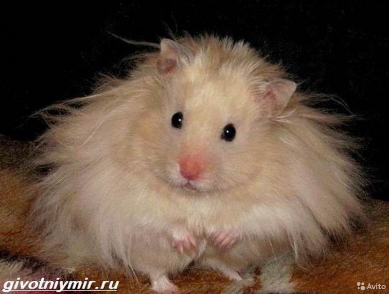 Королевский ангорский хомяк