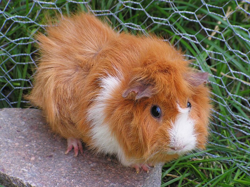 Lophiomys imhausi
