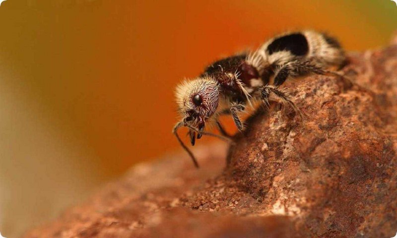 Euspinolia militaris