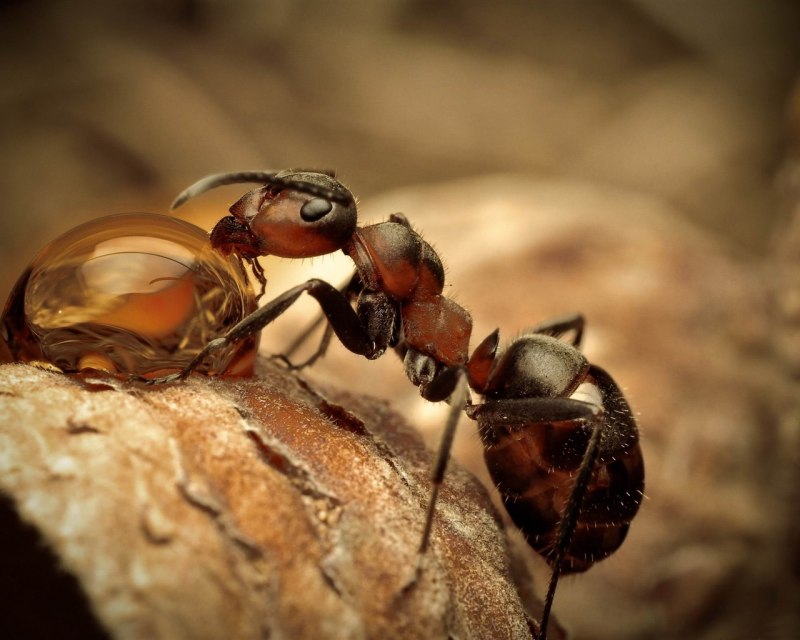 Dolichovespula maculata