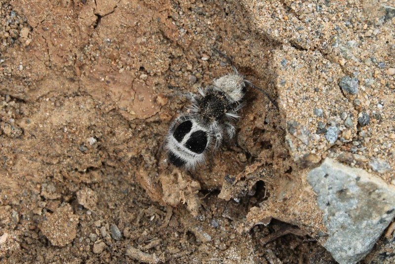 Euspinolia militaris