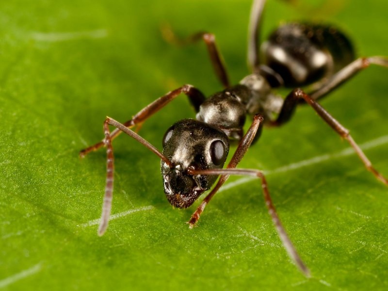 -Euspinolia militaris обзор