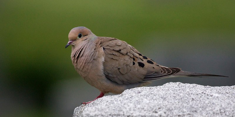 Странствующий голубь ectopistes migratorius
