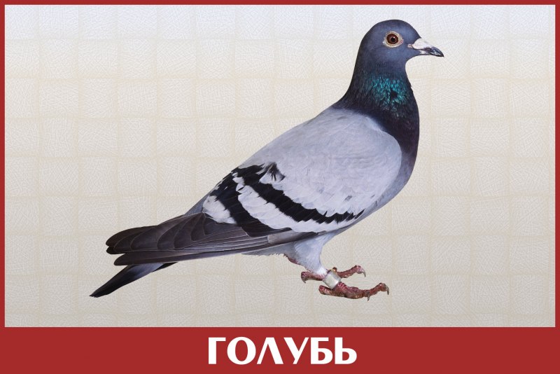 Вяхирь витютень