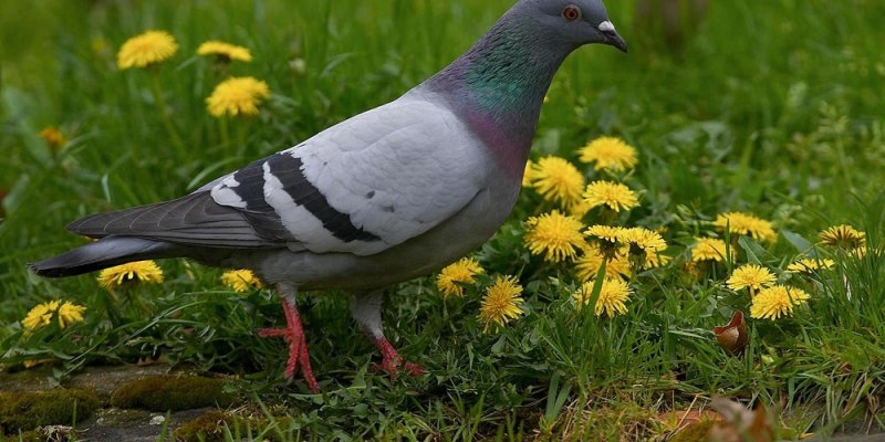 Passenger Pigeon