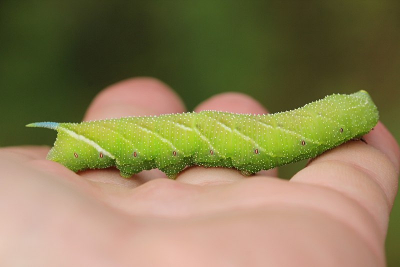 Hyalophora Cecropia Caterpillar