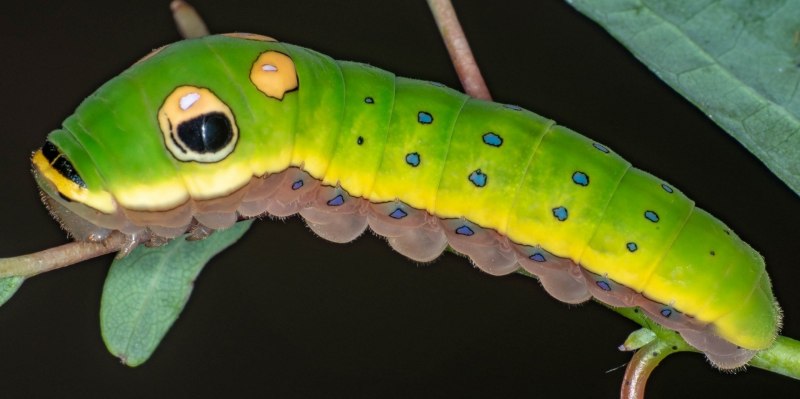 Blue Caterpillar гусеница
