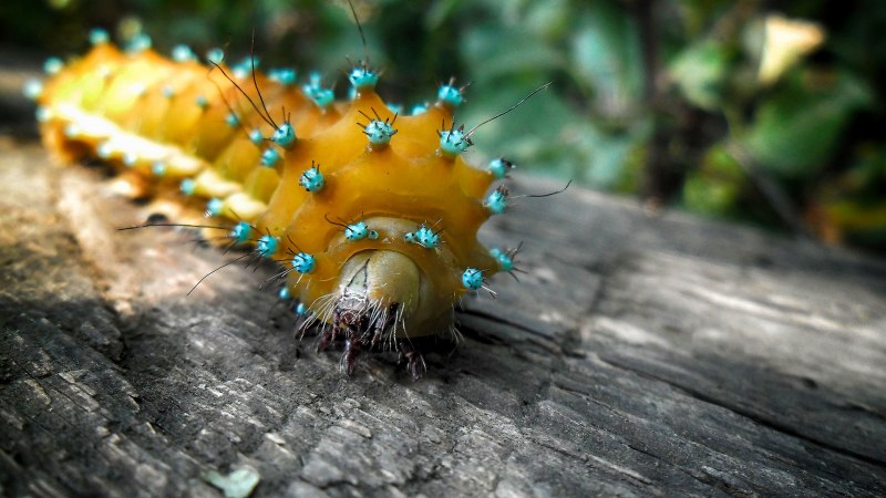 Sawfly Larva