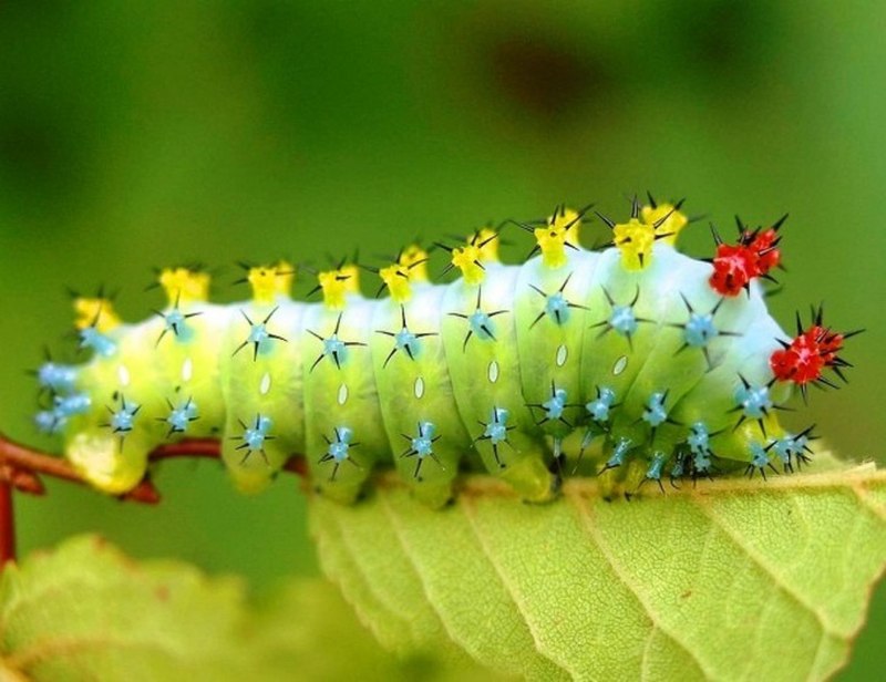 Green Caterpillar гусеница