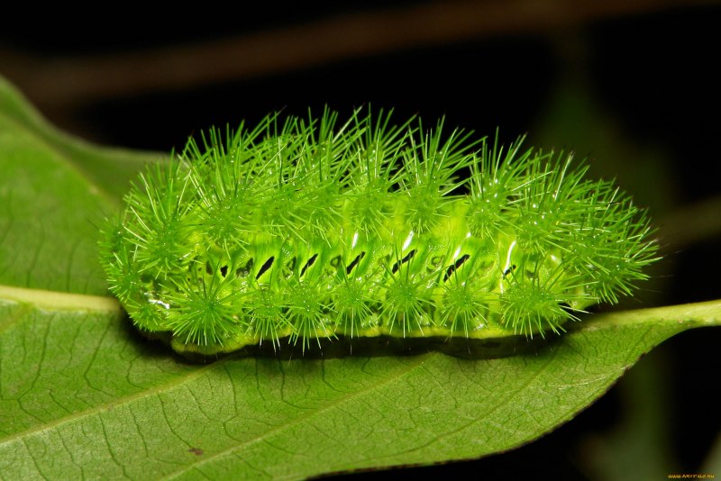 Green Caterpillar гусеница