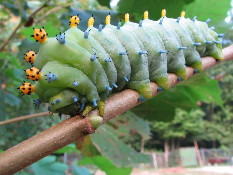Blue Caterpillar гусеница