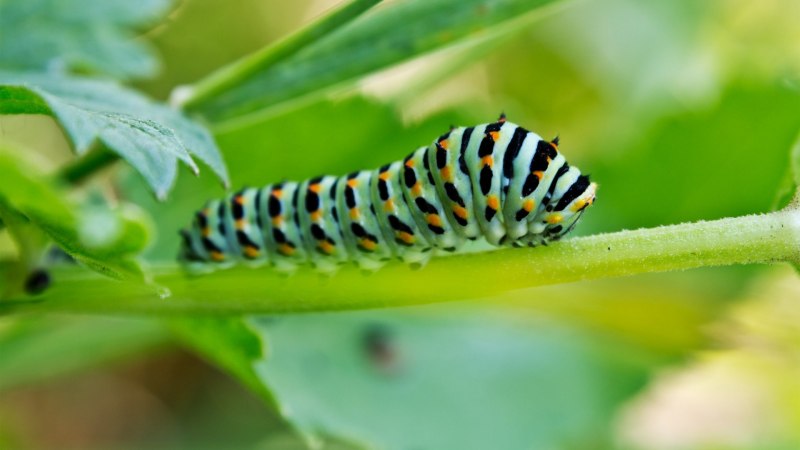 Blue Caterpillar гусеница