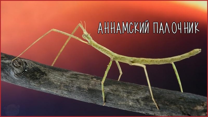 Жук палочник