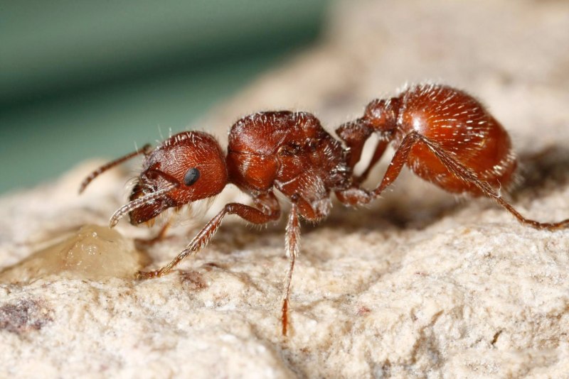Красный огненный муравей (63 фото)