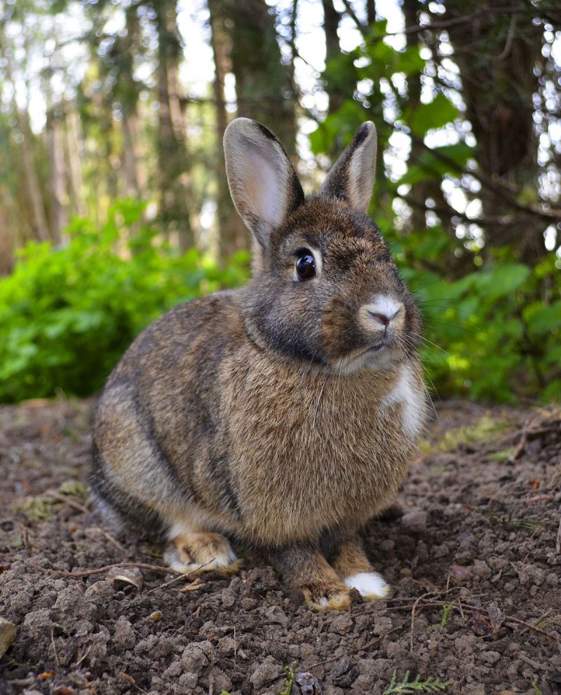 Oryctolagus cuniculus