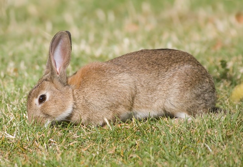 Европейский кролик (56 фото)