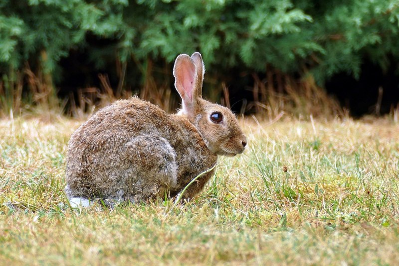 Кролик вида Oryctolagus cuniculus