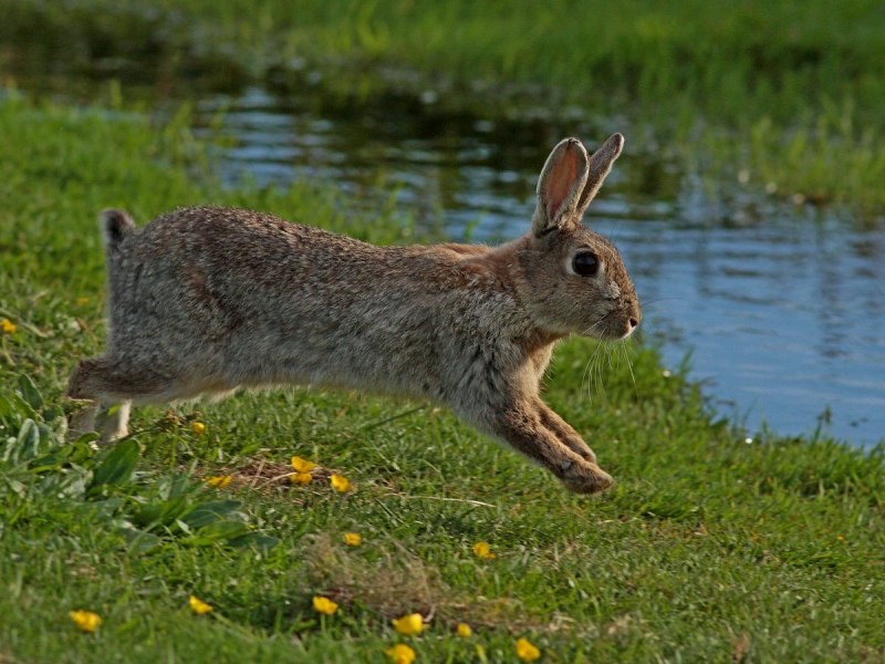 Кролик (Oryctolagus cuniculus) родичи